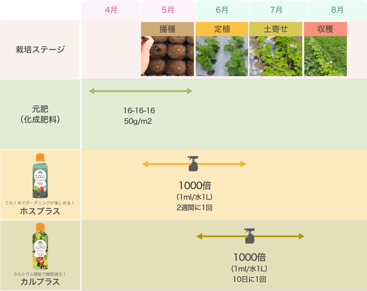 画像：枝豆栽培暦